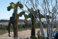 Galapagos-Pflanzen19.jpg